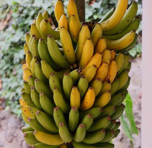 Penthause Rosalva * Puerto de la Cruz (Tenerife)